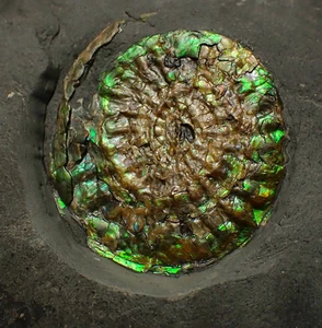Green iridescent Caloceras display ammonite fossil 38mm Jurassic ammolite UK - Foto 1 di 5