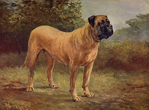 MASTIFF SCHÖNES BILD AUF HUND GRUSS NOTIZKARTE - Bild 1 von 1