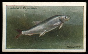 Tobacco Card, Gallaher, THE ZOO AQUARIUM, 1924, Herring, #89