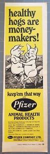 1966 Pfizer Company Animal Health Products Healthy Hogs Money Makers Print Ad - Picture 1 of 1
