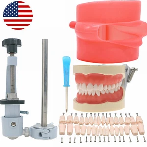 US Dental Typodont Teeth Model With Removable Teeth for Kilgore NISSIN 200 Type - Picture 1 of 52