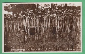 🌞JERSEY REPOLLO, 10 PIES DE ALTO: FOTO REAL😊COMPRA 2 OBTÉN 1 GRATIS - Imagen 1 de 2