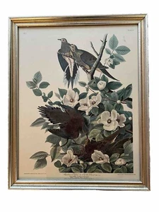Antica Audubon, Carolina Piccione/Tartaruga Colomba XVII n. 4, Litografia Corniciata - Foto 1 di 6