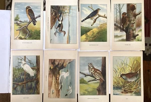 Páginas de libro vintage litografías a color pájaros búho loon ilustrado R.E. Todhunter años 20 - Imagen 1 de 18