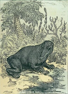 PALÉONTOLOGIE - LE LABYRINTHODONTE (AMPHIBIEN du CARBONIFÈRE) - Gravure du 19e - Picture 1 of 3