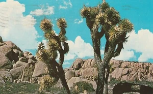 Postal de colección - Monumento Nacional Joshua Tree - Twentynine Palms California - Imagen 1 de 2