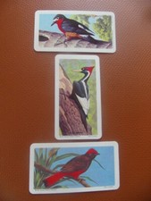 Brooke Bond Canada "Tropical Birds" 1964 original teacards Nos29,30,32/48cv£2.25