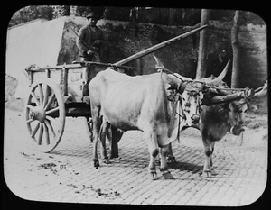 ANTIKES magisches Laternendia EIN OCHSENKARRE 1909 FOTO SCHWEIZ - Bild 1 von 2