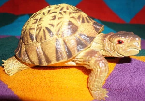 Radiated Tortoise Replica - AAA - Realistic PVC - Picture 1 of 7