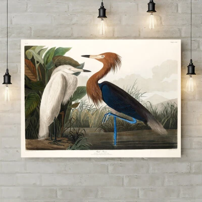 Pájaro garza de Louisiana de John James Audubon - arte de pared laminado de lona  Foto 1 de 4