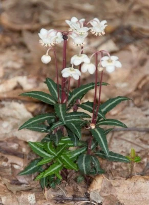 Spotted Wintergreen Chimaphila Maculata Perennial Bare Root Live Plant Outdoor - Image 1 of 4
