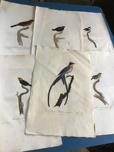 5 Histoire Naturelle des Tangaras + Gabelschwanz Fliegenfänger 1807 - Bild 1 von 21