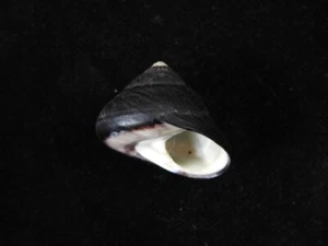 Sea Shell Tegula atra 31.4mm ID#8101 - Picture 1 of 3