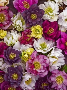Wedding Party™ Mix Christmas/Lenten Rose - Helleborus - Gallon Pot - Picture 1 of 1