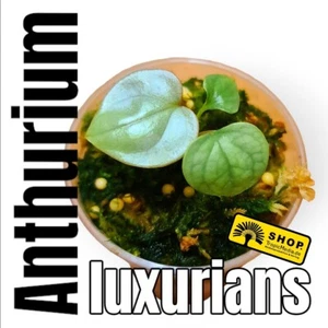 Anthurium luxurious young plant,,"no Alocasia, Monstera, Variegata" - Picture 1 of 5
