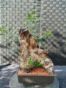 Bonsai Olivo Olive Oliven - Bild 1 von 6