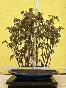 Joe Bonsai Dreispitzahorn Acer buergerianum Wald Ahorn Schale Japan - Bild 1 von 13