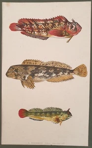JONATHAN COUCH PESCI BAVOSA GALLETTO BAVOSA ROSPO LIPOPHRYS PHOLIS - Picture 1 of 1