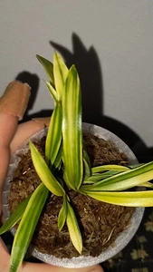 Orchidee Neofinetia falcata Fugaku - Bild 1 von 5