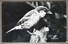 Postcard House Sparrow,Birds.Valentine's RP.Black & White