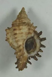 MUREX ANGULARIS 38,31mm HERMOSO ESPÉCIMEN XXL Cabo Verde Península, Senegal - Imagen 1 de 2