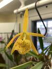 Cattleya Bl. Yellow Bird (Richard Mueller x B. Nodosa) (4N) Bloom Fragrant 03/21