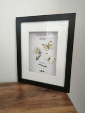 Taxidermy Display Showing Lifecycle Of Small White British Butterfly