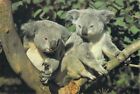 D7474 Australia Animals Koalas Australia Post PU1978 postcard