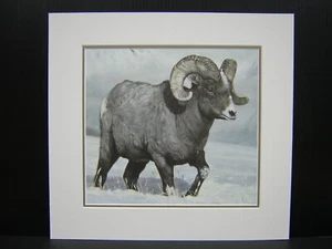 Charles Frace Bighorn Country pecore opache mini stampa artistica - Foto 1 di 1