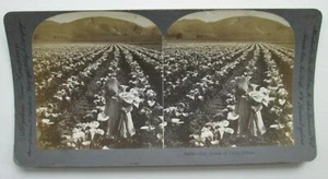 1903 Keystone View Co. Stereoview #13538 Ten Acres of Calla Lillies California - Picture 1 of 5