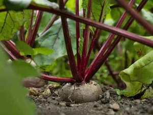 Crosby's Egyptian Beet Seeds, German Heirloom, Flat Beet, NON-GMO, FREE SHIPPING - Picture 1 of 2