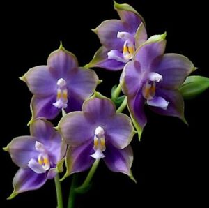 Orchid Phalaenopsis Mituo Blue Smurf x Nobby's Green Eagle - FRAGRANT - IN SPIKE
