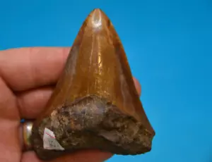 BEAUTIFUL 3.6" MEGALODON SHARK tooth, RIVER FOUND, GREAT COLOURS - Picture 1 of 6