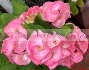 Euphorbia Milii ANGEL FACE Crown of Thorns Corona De Cristo Cactus Thai Hybrid - Picture 1 of 19