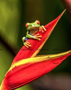 RED EYED TREE FROG Photo Picture WILDLIFE NATURE Color Poster Print 8x10 11x14 - Picture 1 of 1
