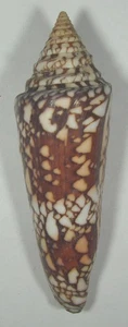 CONUS CLYTOSPIRA 122,87mm SUPER CHOICE SPECIMEN Kollam, S.W. Indien 2025 - Bild 1 von 2