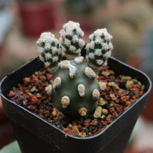 4CM Succulent Cactus Plant Tephrocactus Molinensis Cactaceae Home Garden Plant - Picture 1 of 12