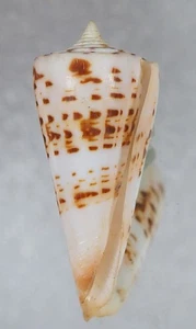 CONUS MONILE SELECTE - Bild 1 von 2