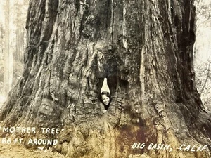 2R Photograph RPPC Postcard Mother Tree Big Basin California Woman Sticks Head - Picture 1 of 6