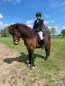 Ich biete Reitbeteiligung auf Islandpferd - Bild 1 von 5