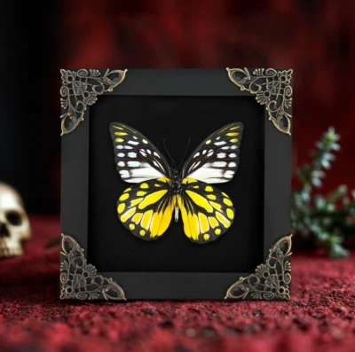 Entomology Framed Art Mounted Insect Real Butterfly Framed Mother’s Day Gift - Image 1 of 2