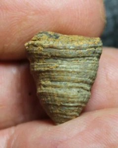 Devonische fossile Koralle - Bild 1 von 2
