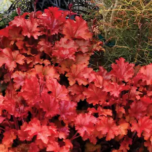 Peach Flambé Coral Bells Heuchera Plant - 1 gallon pot - Picture 1 of 4