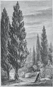 c1872 Antique Figuier Print THE CYPRESS TREE The Vegetable World - Picture 1 of 2