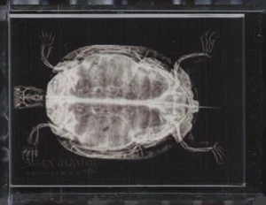 2024 Topps Allen & Ginter #XR-7 Western Pond Turtle X-ray'd - Picture 1 of 2