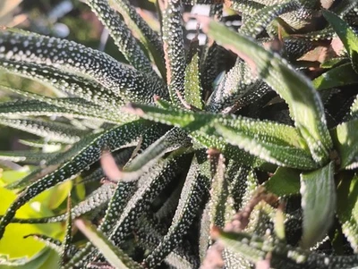 COMPRA 1 OBTÉN EL SEGUNDO GRATIS! ¡CACTUS CEBRA MUY FÁCIL DE CULTIVAR Y MÚLTIPLES! Foto 1 de 4