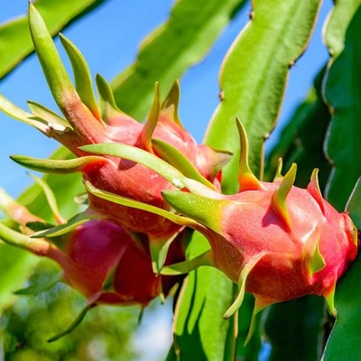 Hylocereus undatus ¡CACTUS FRUTA DEL DRAGÓN ROJO COMETA HALLEY! - 1 planta! Foto 1 de 2