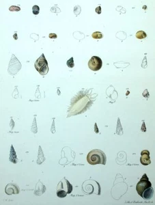 Escargots Coquilages Histoire naturelle Mollusques Lithographie XIXème - Imagen 1 de 1