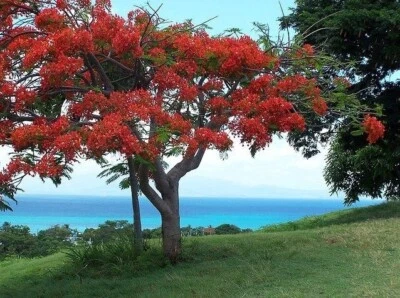 10 Seeds, Red Flamboyant, Bonsai, Royal Poinciana, Flame Tree, Puerto Rico - Image 1 of 4