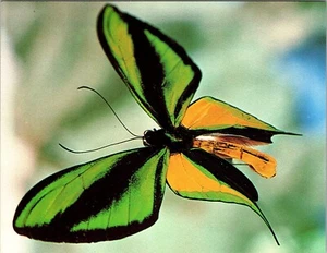 Cartolina d'epoca Nuova Guinea Ornitotteri Paradiso Farfalla - Foto 1 di 2